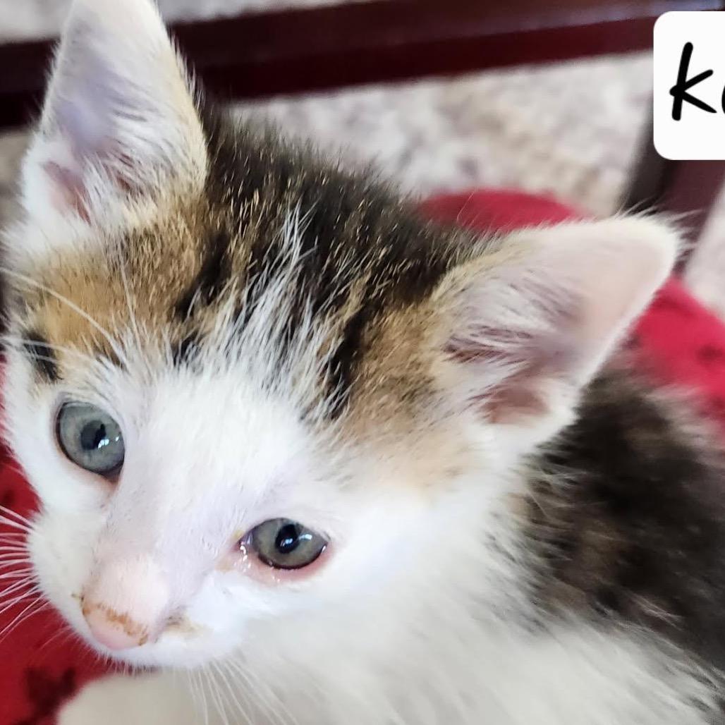 Kabuki, a Adoptable Domestic Short Hair in Baker City, OR image 2/2