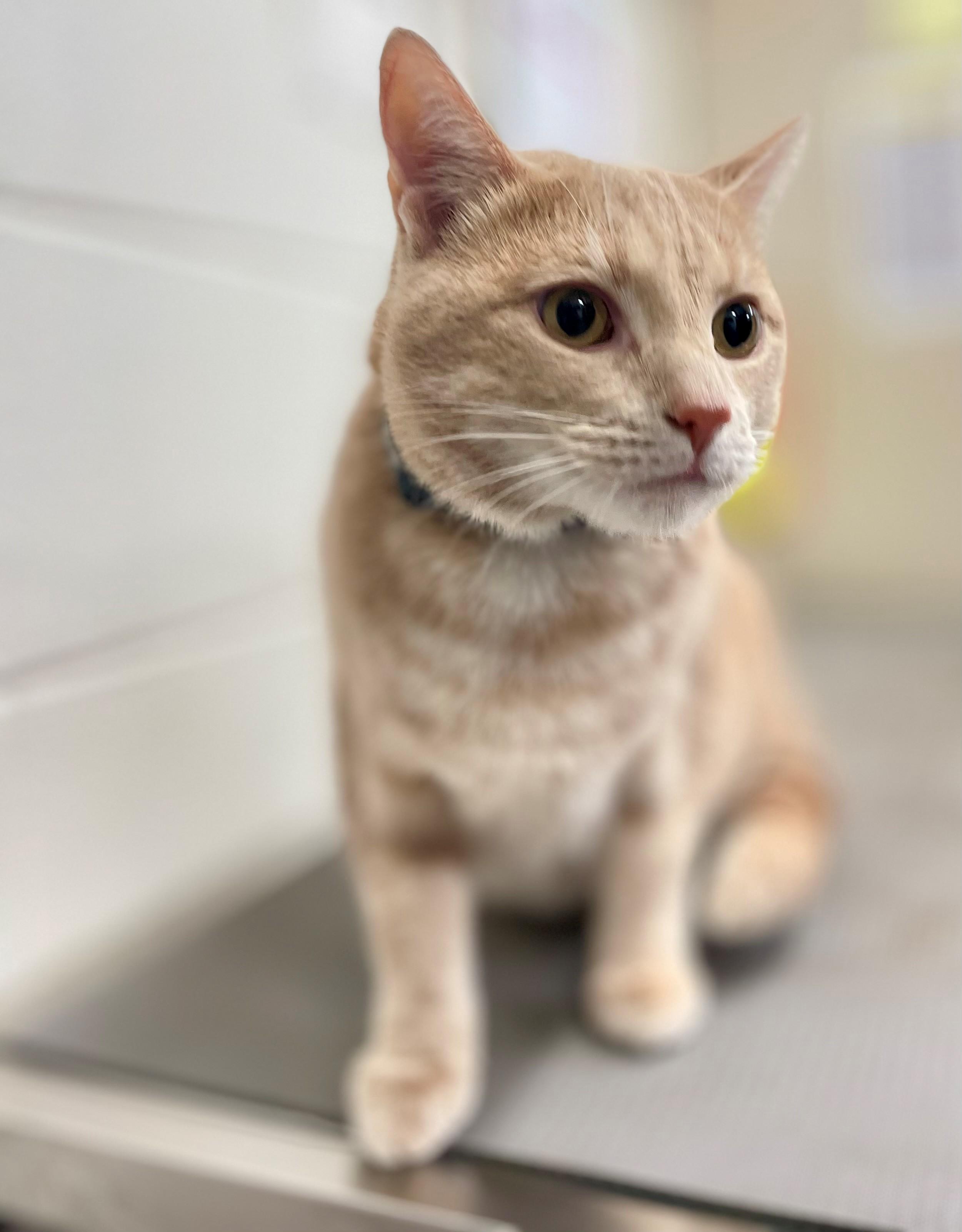 Enlarge Patrick, an adopted Domestic Short Hair in Hamilton, ON image 5/5