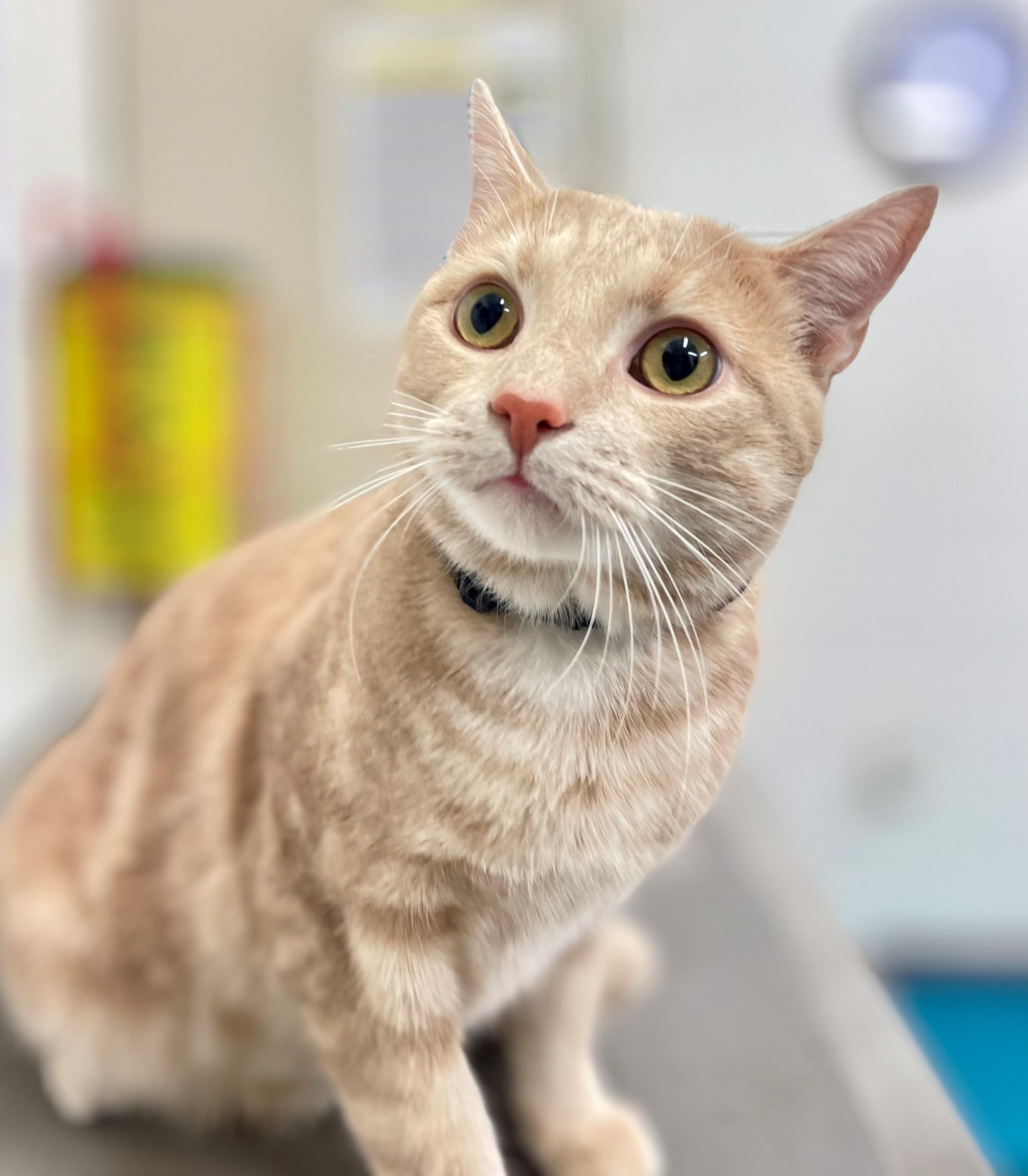 Enlarge Patrick, an adopted Domestic Short Hair in Hamilton, ON image 4/5