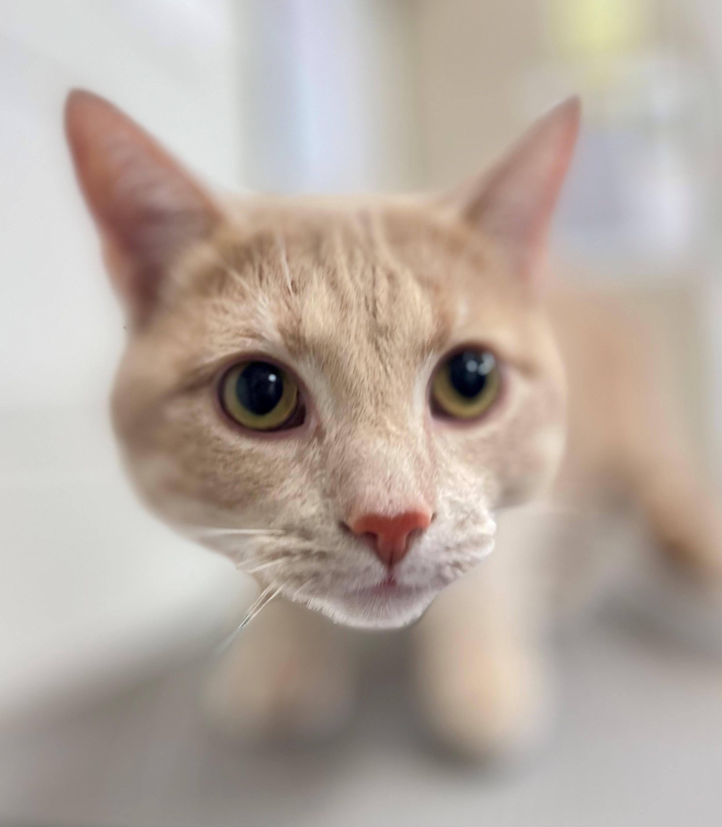 Enlarge Patrick, an adopted Domestic Short Hair in Hamilton, ON image 3/5