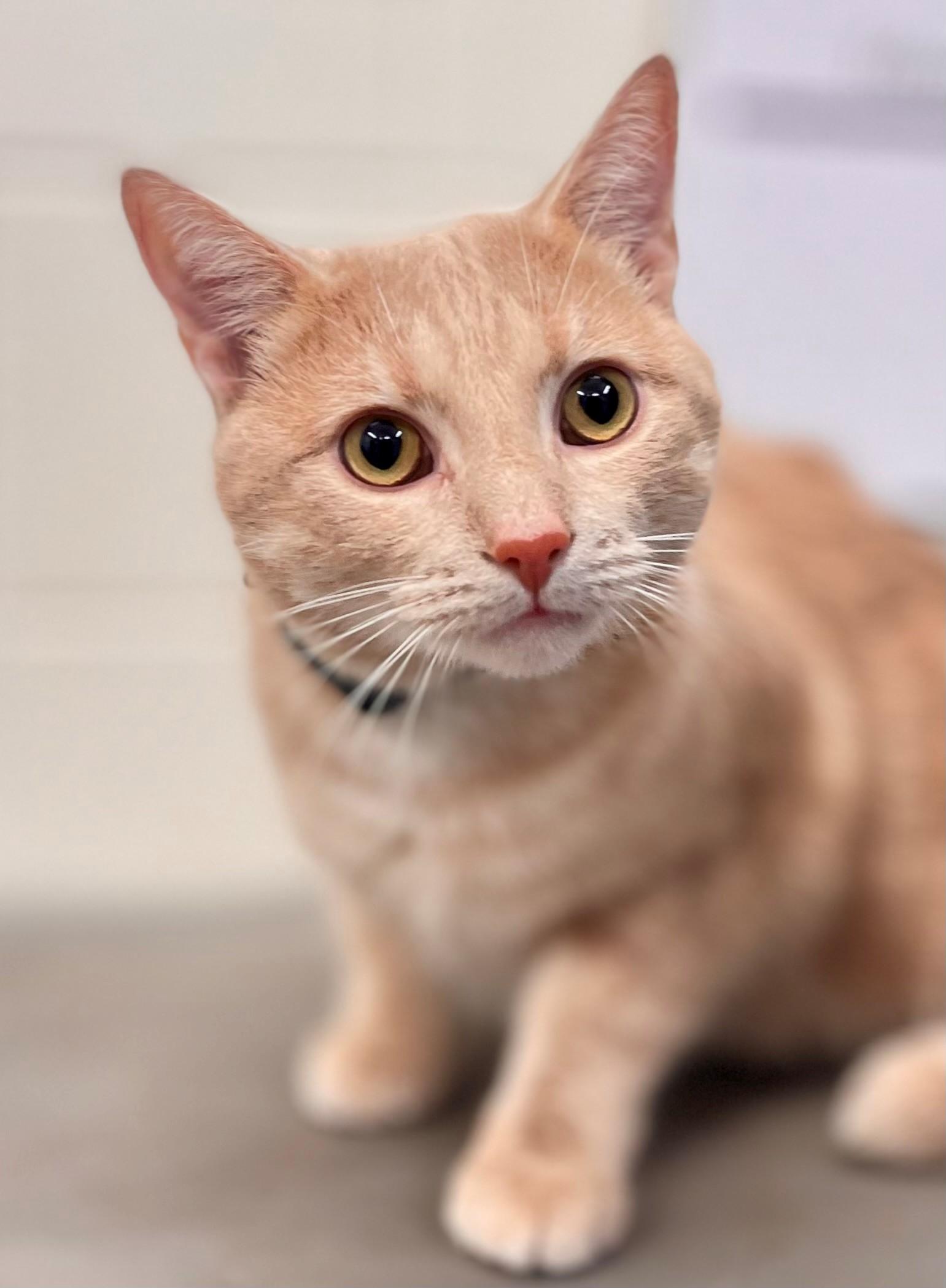 Enlarge Patrick, an adopted Domestic Short Hair in Hamilton, ON image 1/5