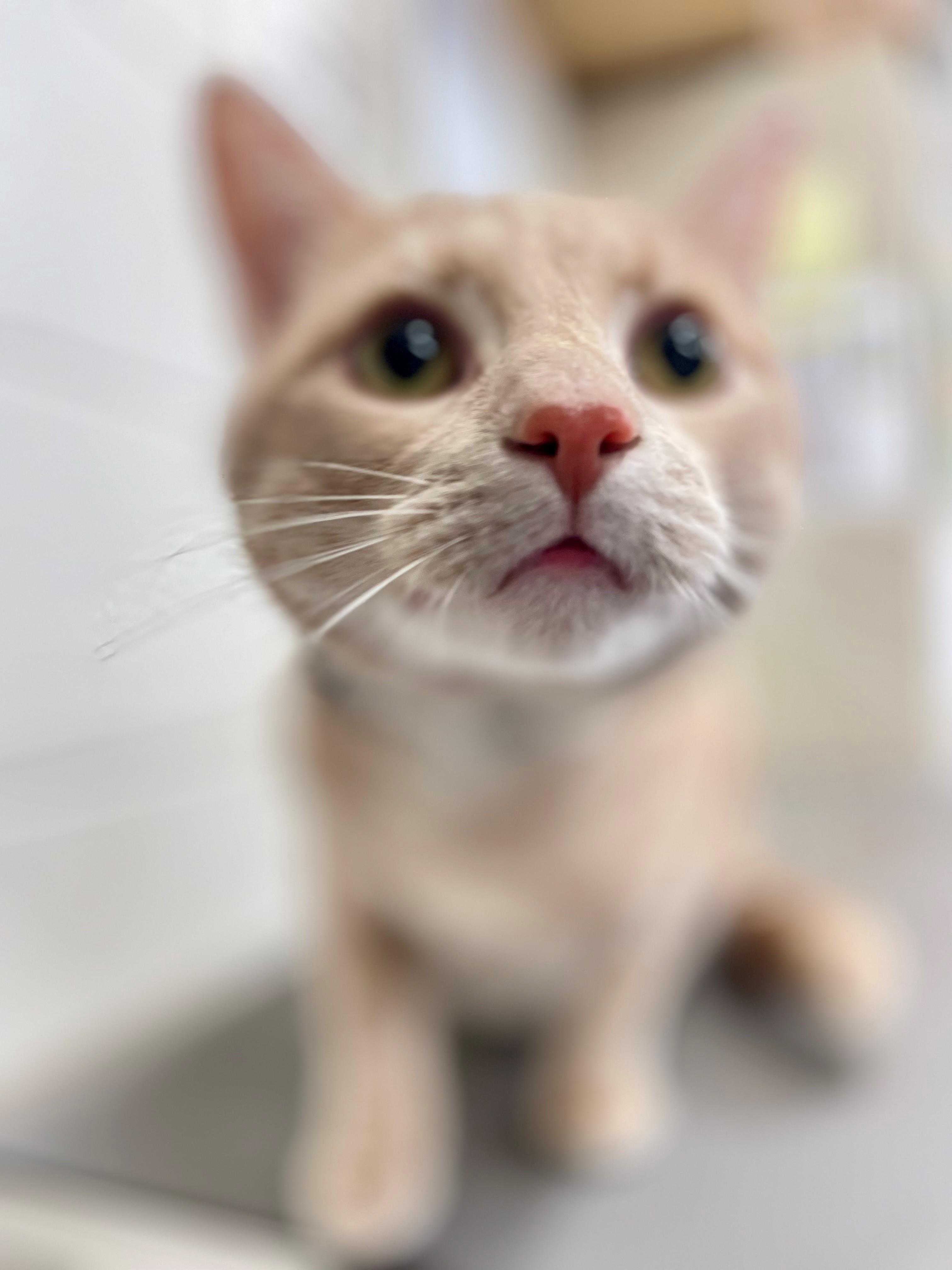 Enlarge Patrick, an adopted Domestic Short Hair in Hamilton, ON image 2/5