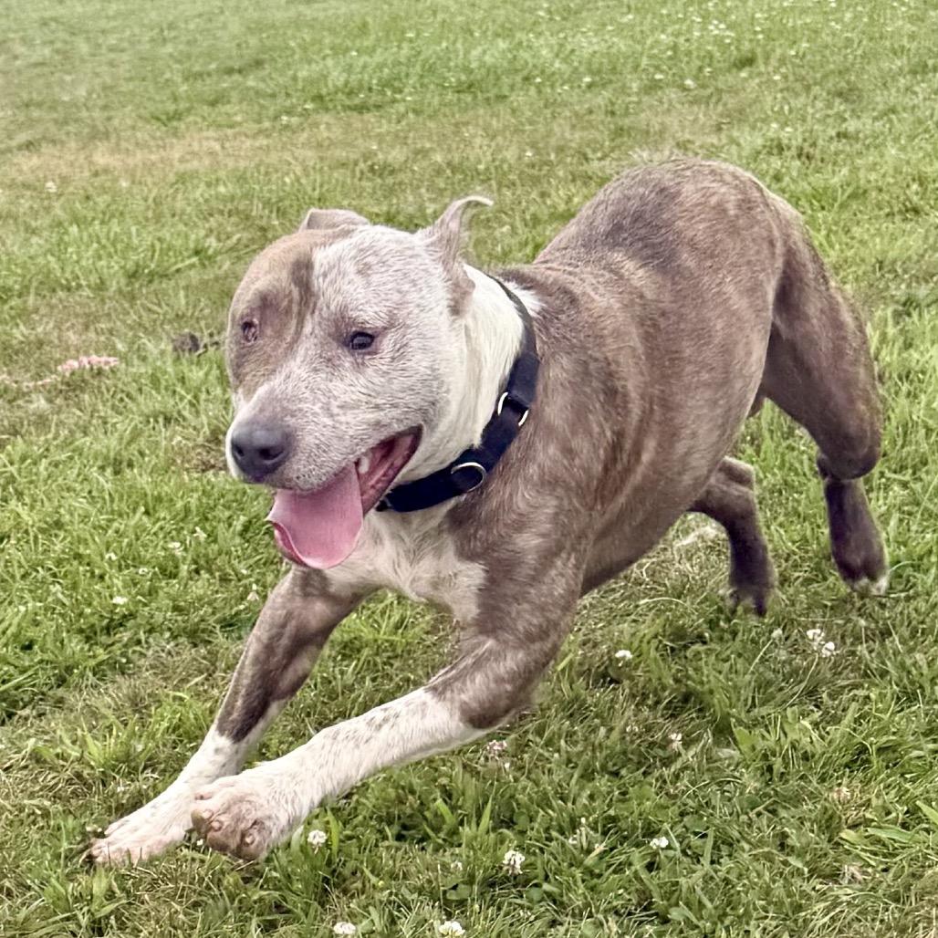 Ike 18D25, Adoptable, Adult Male Pit Bull Terrier.