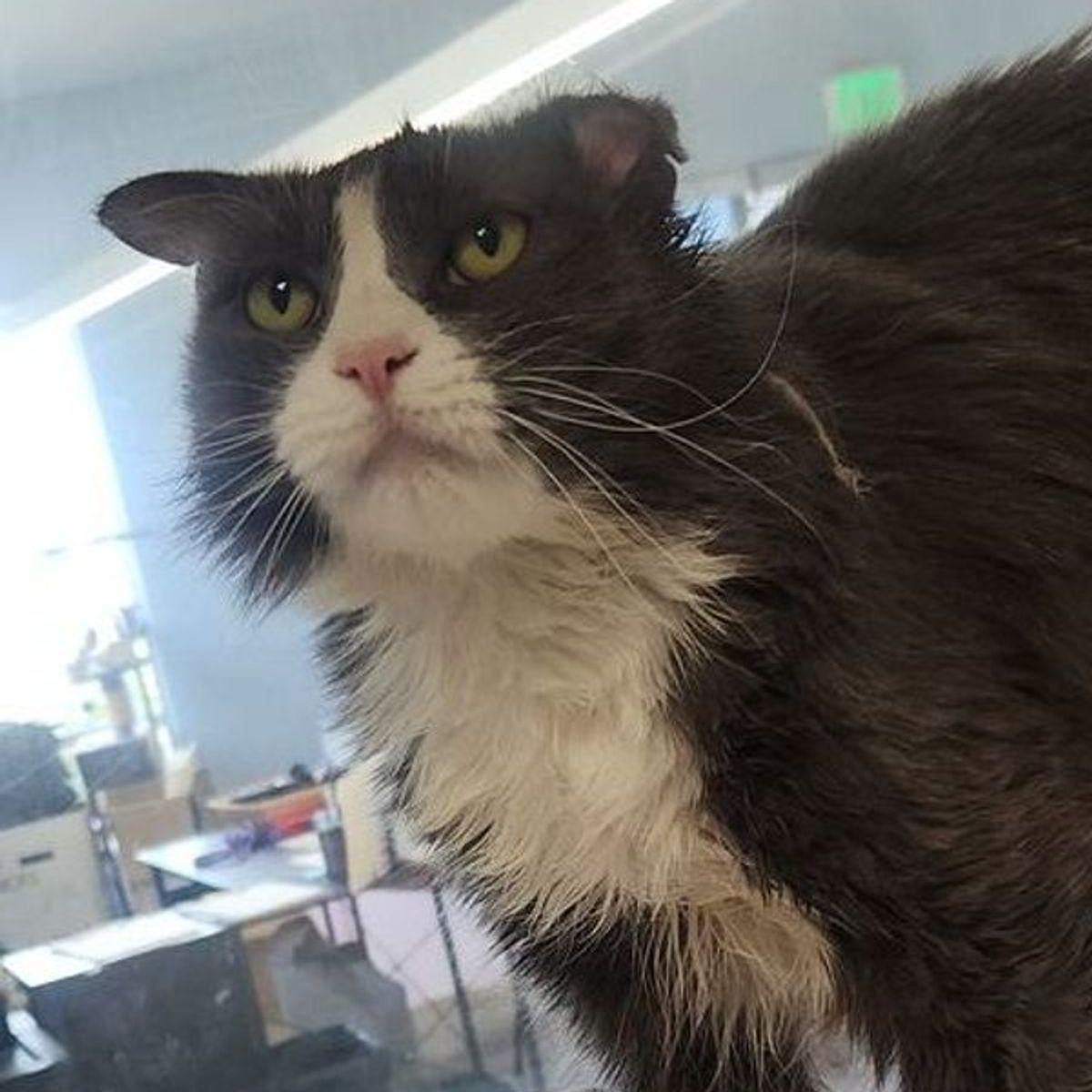 Syrup, Adoptable, Senior Female Domestic Long Hair.