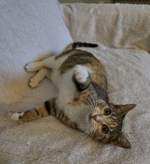 Kiki, a Adoptable mixed breed in Escondido, CA image 3/4