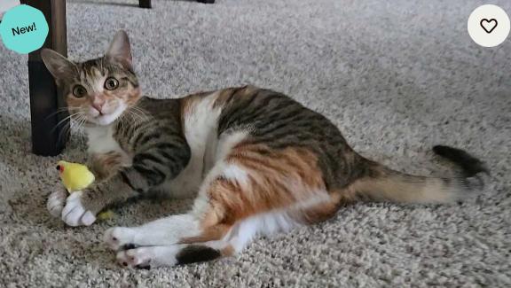 Kiki, a Adoptable mixed breed in Escondido, CA image 4/4