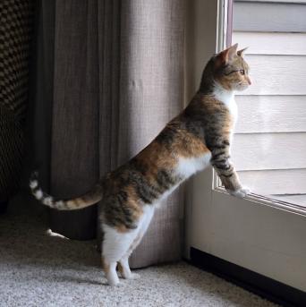 Kiki, a Adoptable mixed breed in Escondido, CA image 1/4