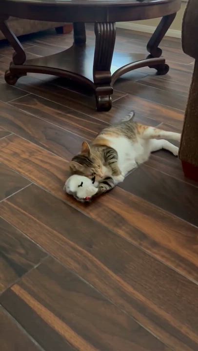 Enlarge Kiki Dee, a Adoptable mixed breed in Escondido, CA video 5/5