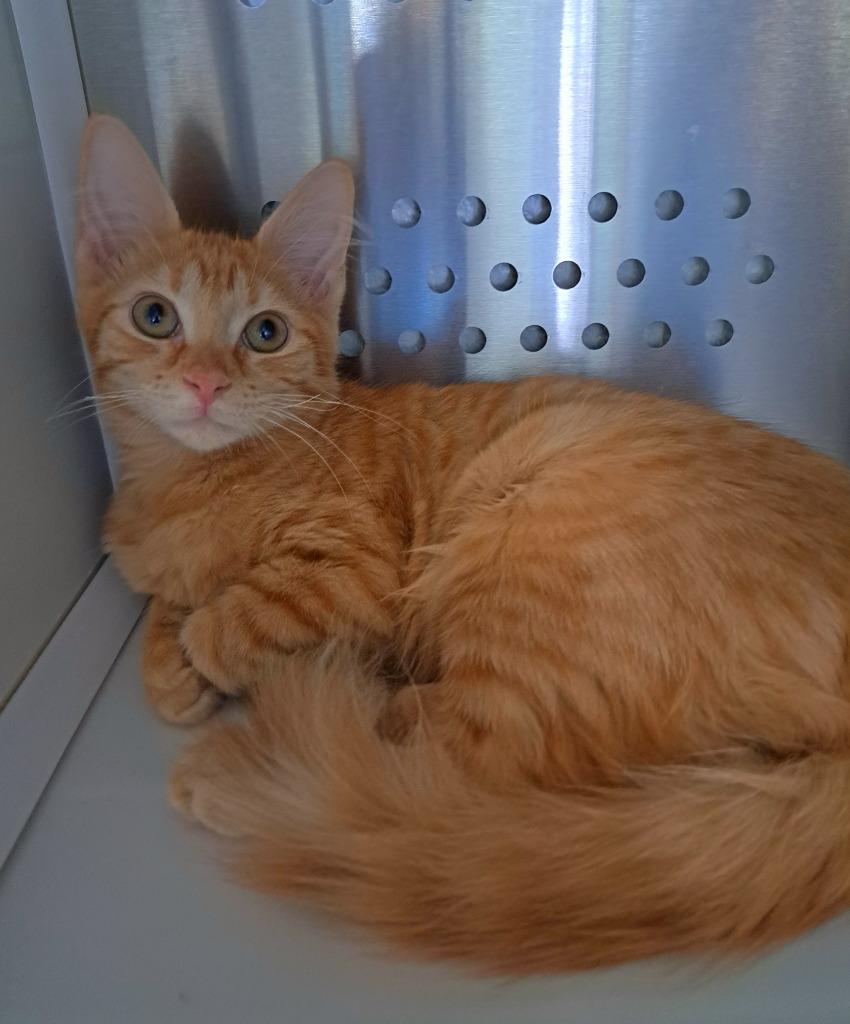 Enlarge Rustee/Willow, a Adopted mixed breed in Fort Lauderdale, FL image 1/1