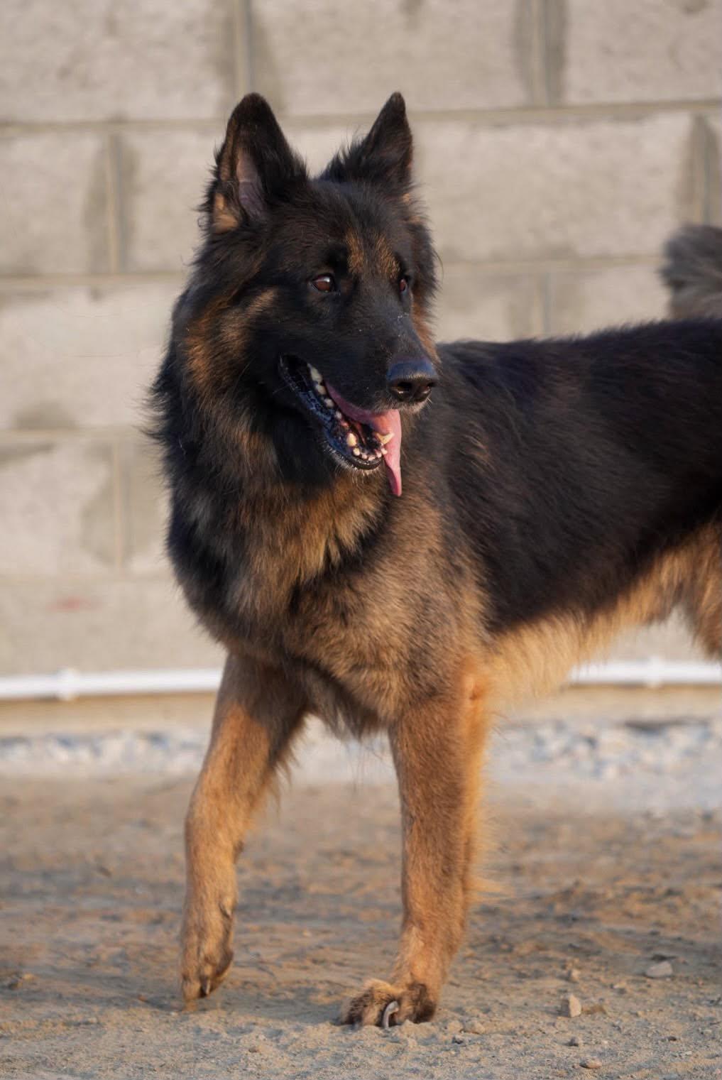 Enlarge ARGOS, a Adopted German Shepherd Dog in Toronto, ON image 5/6