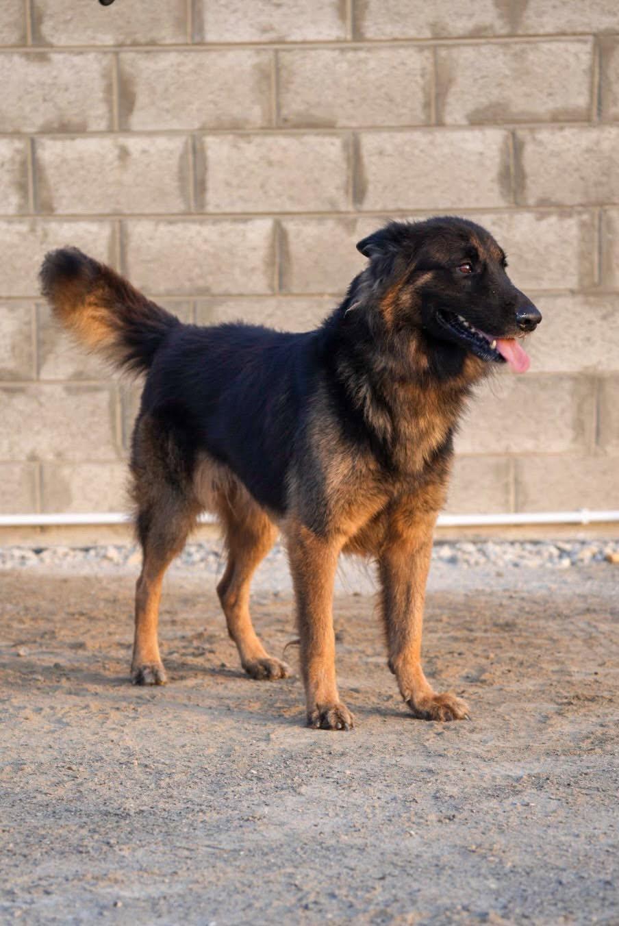Enlarge ARGOS, a Adopted German Shepherd Dog in Toronto, ON image 3/6