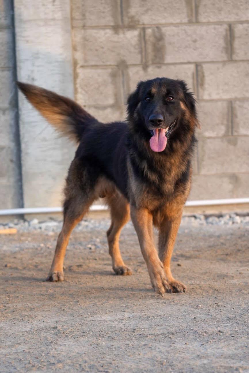 Enlarge ARGOS, a Adopted German Shepherd Dog in Toronto, ON image 4/6