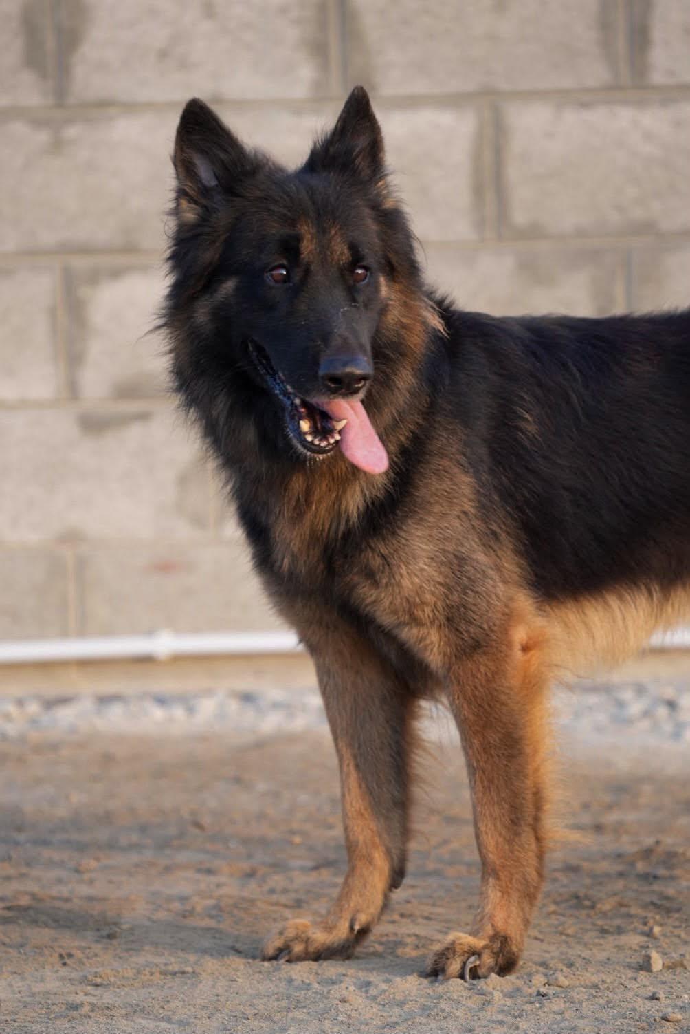 Enlarge ARGOS, a Adopted German Shepherd Dog in Toronto, ON image 1/6