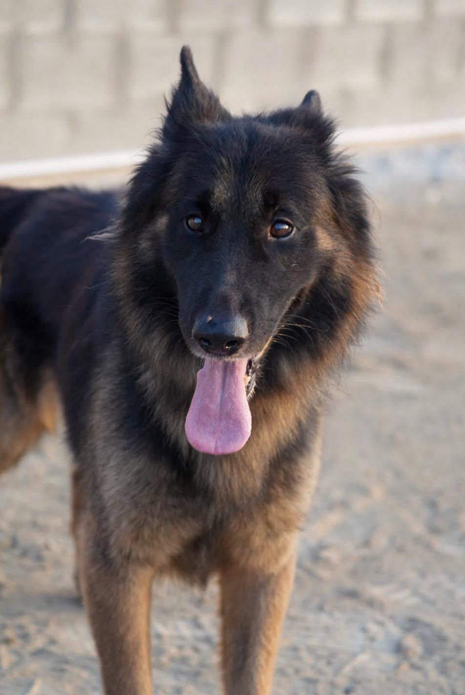 Enlarge ARGOS, a Adopted German Shepherd Dog in Toronto, ON image 6/6