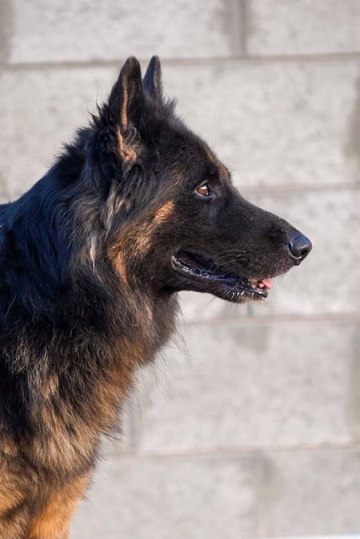 Enlarge ARGOS, a Adopted German Shepherd Dog in Toronto, ON image 2/6