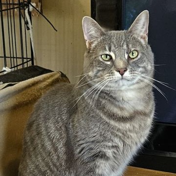 Mochi, Adoptable, Adult Male Domestic Short Hair & Tabby.