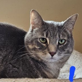 Enlarge Mochi, a Adoptable mixed breed in Bethlehem, PA image 2/2