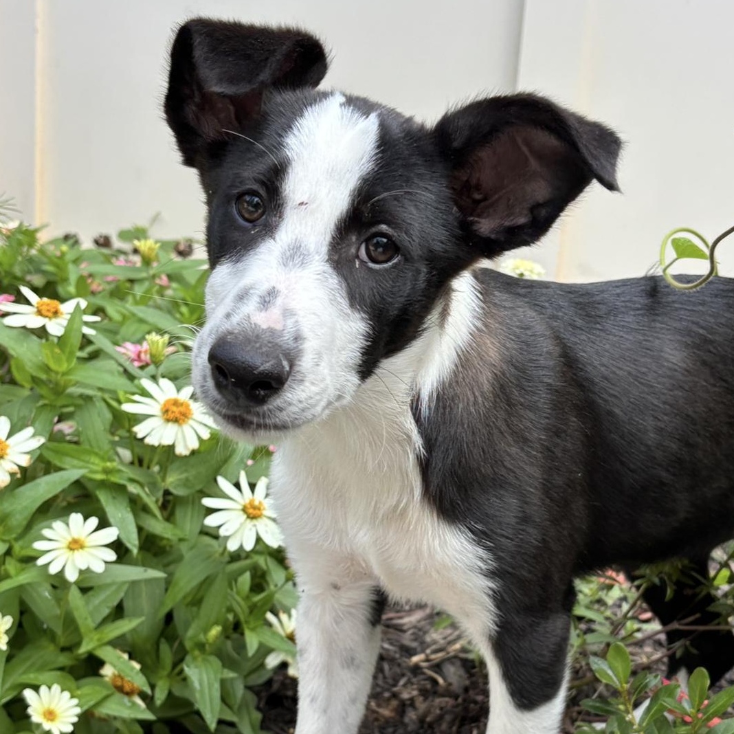 Justice, Baby Male Collie