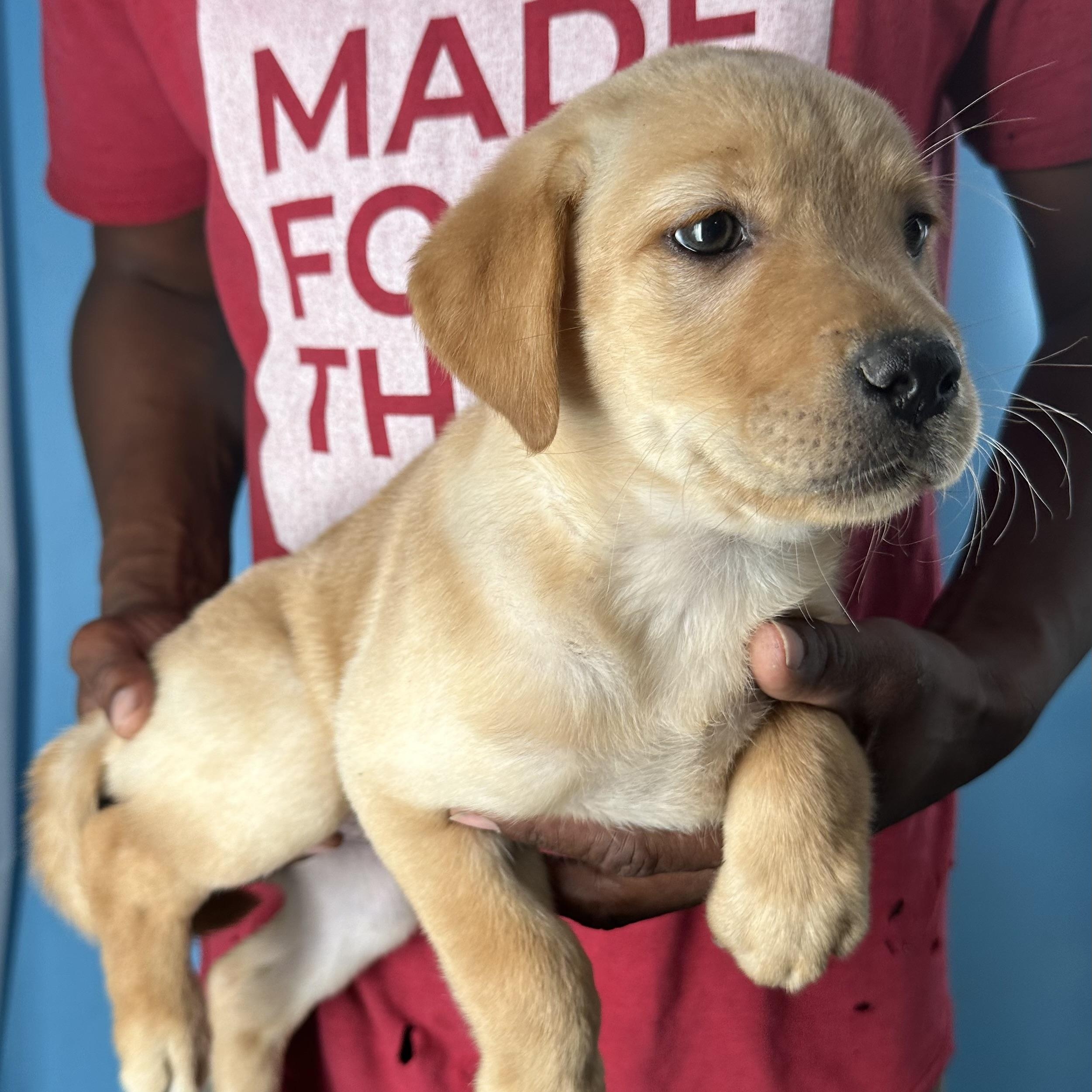 Enlarge Baya - Local April 10-12, an adopted mixed breed in Westerly, RI image 4/6