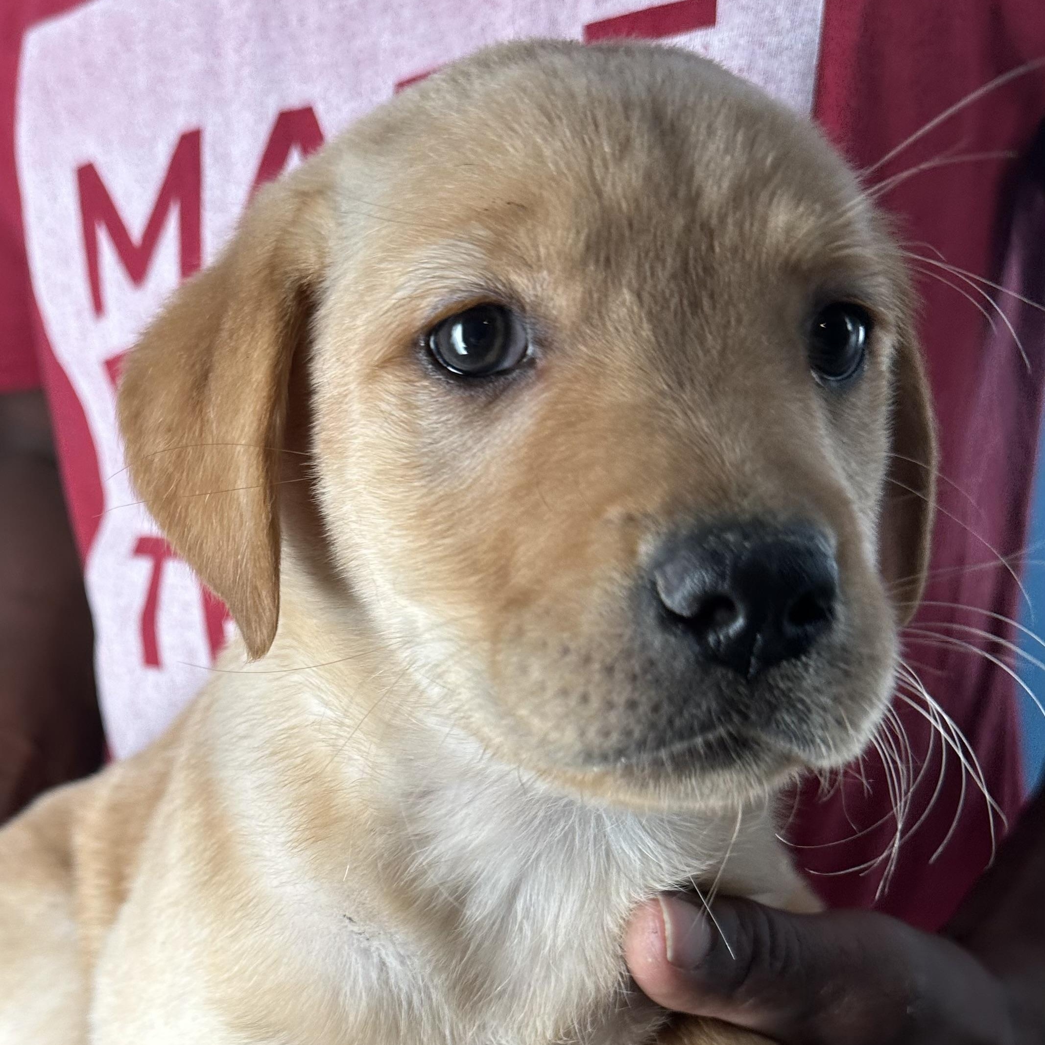 Enlarge Baya - Local April 10-12, an adopted mixed breed in Westerly, RI image 2/6