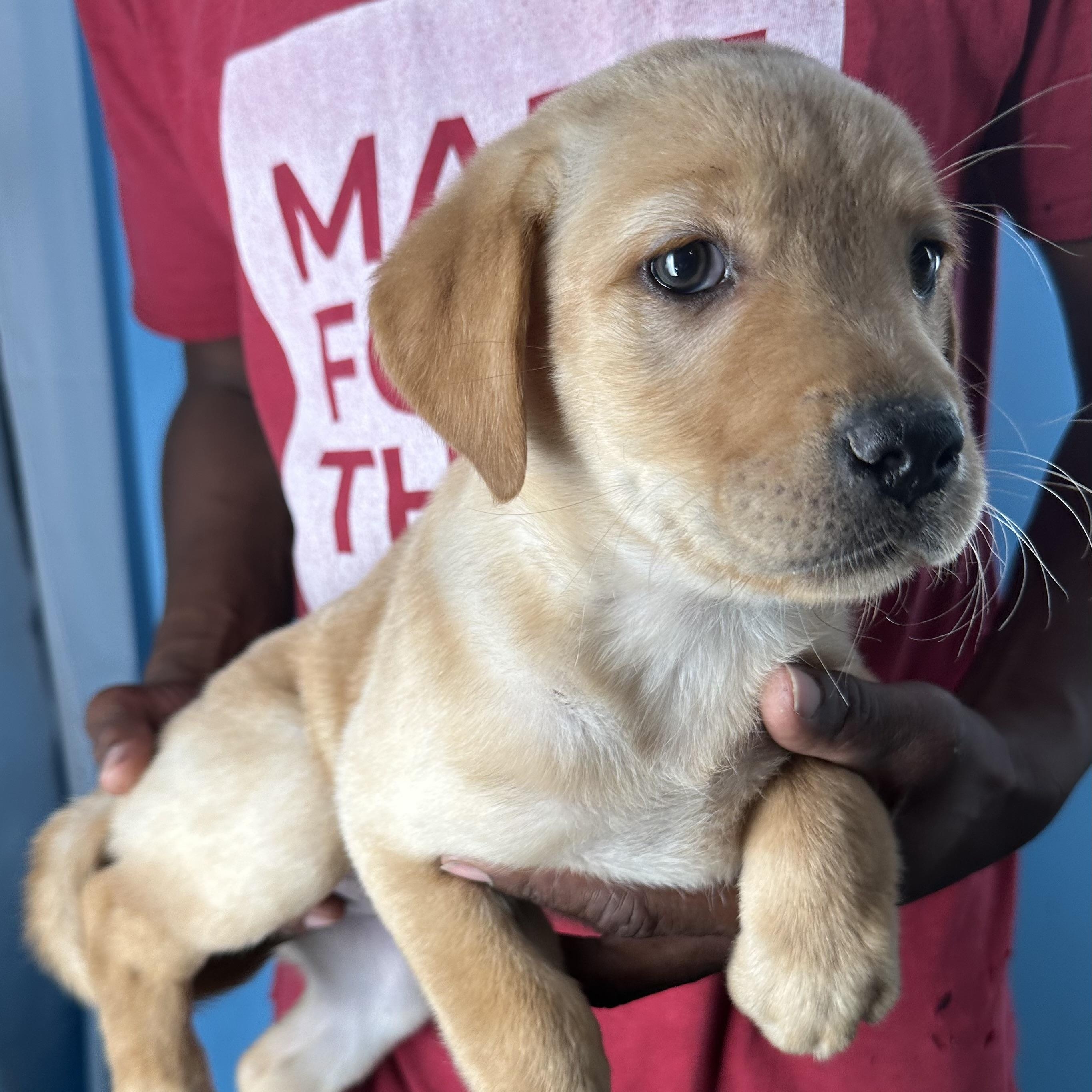 Enlarge Baya - Local April 10-12, an adopted mixed breed in Westerly, RI image 5/6