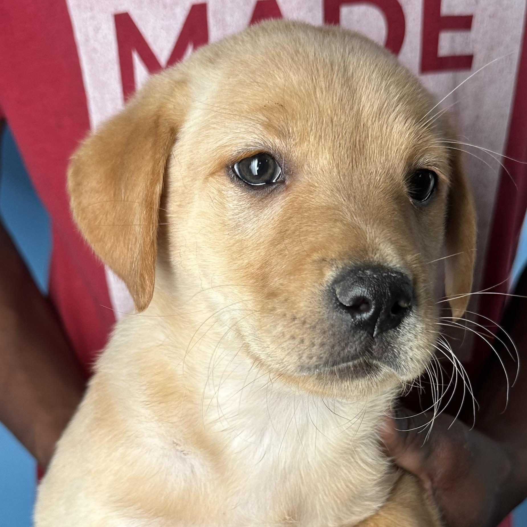 Enlarge Baya - Local April 10-12, an adopted mixed breed in Westerly, RI image 3/6