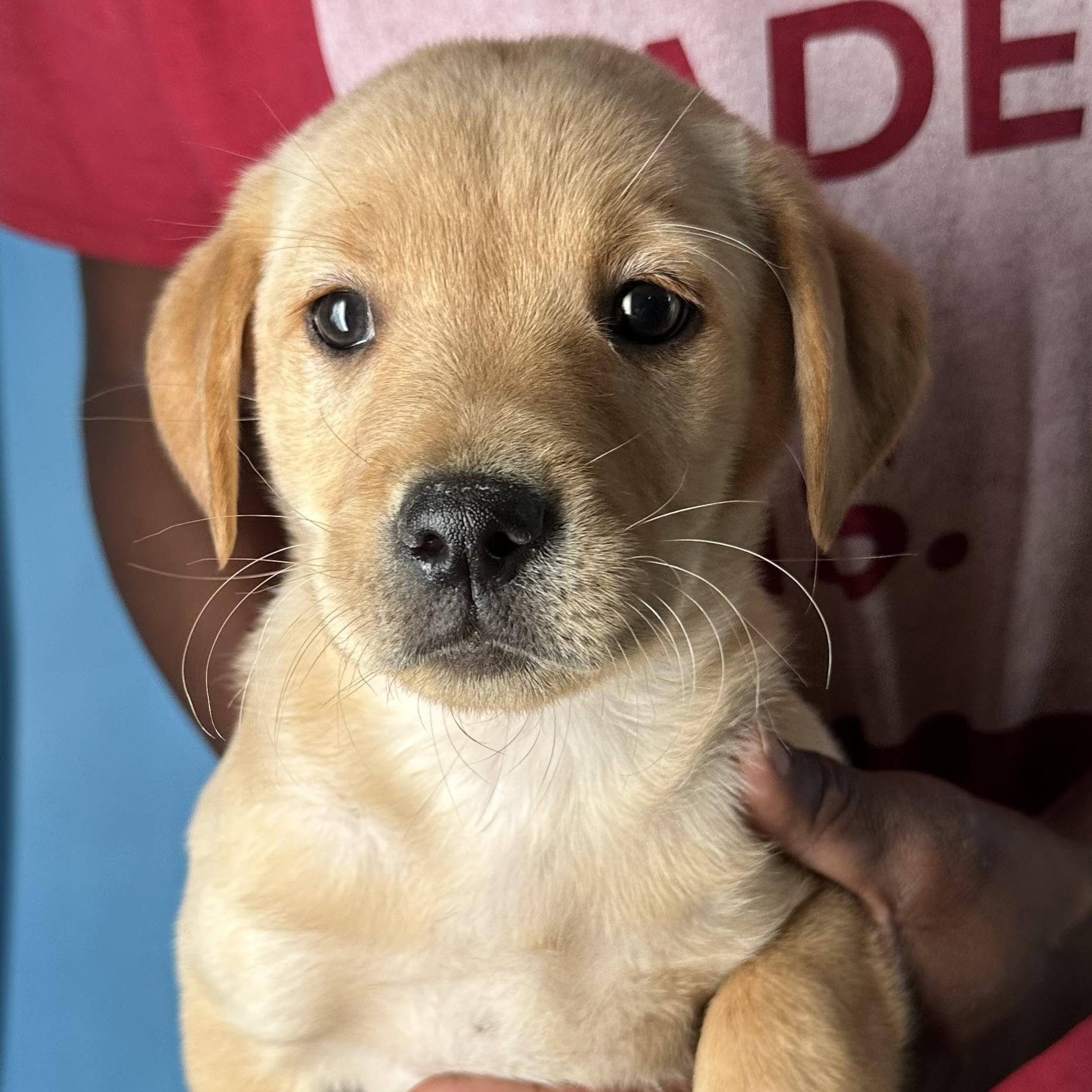 Enlarge Baya - Local April 10-12, an adopted mixed breed in Westerly, RI image 6/6