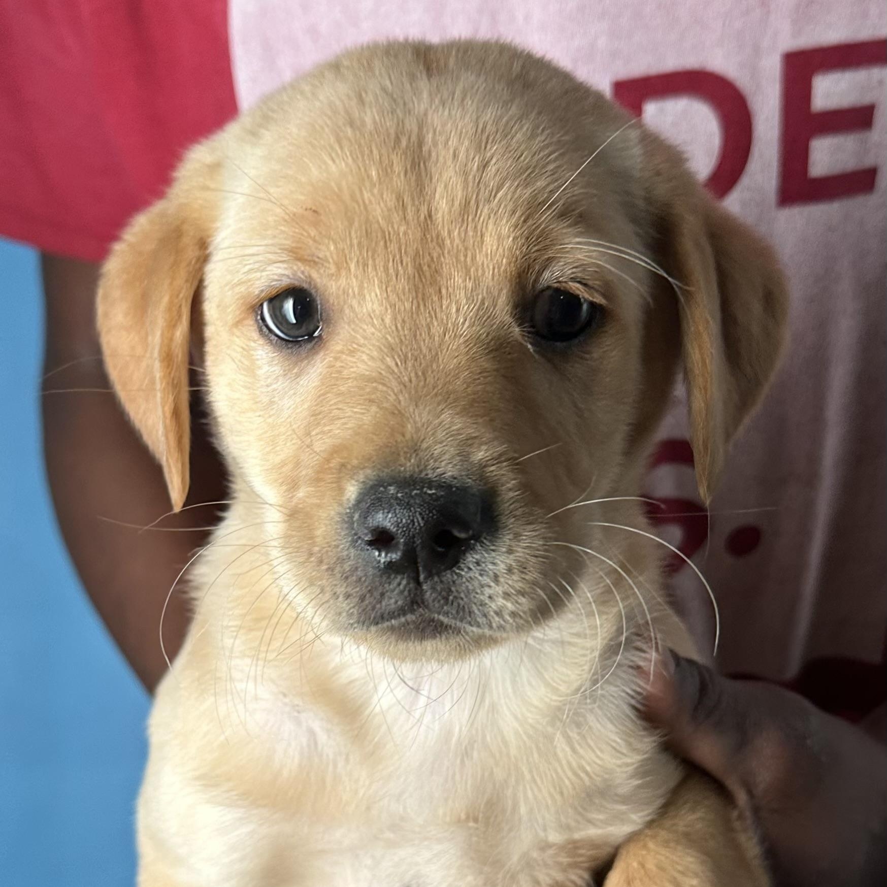 Baya - Local April 10-12, adopted, Puppy Female Labrador Retriever.