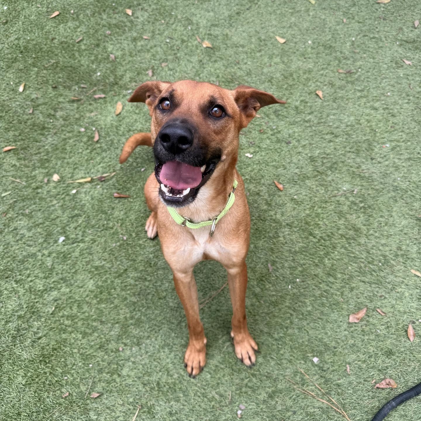 Draco, Adoptable, Young Male Black Mouth Cur & Terrier.