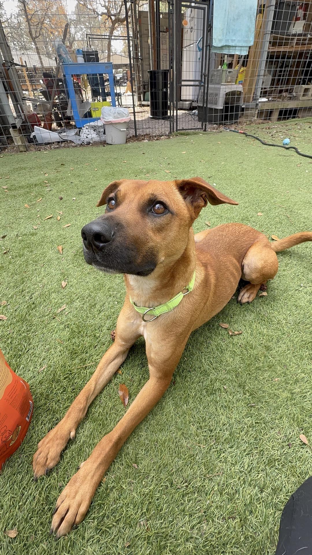 Enlarge Draco, a Adoptable mixed breed in Winchester, VA image 3/5