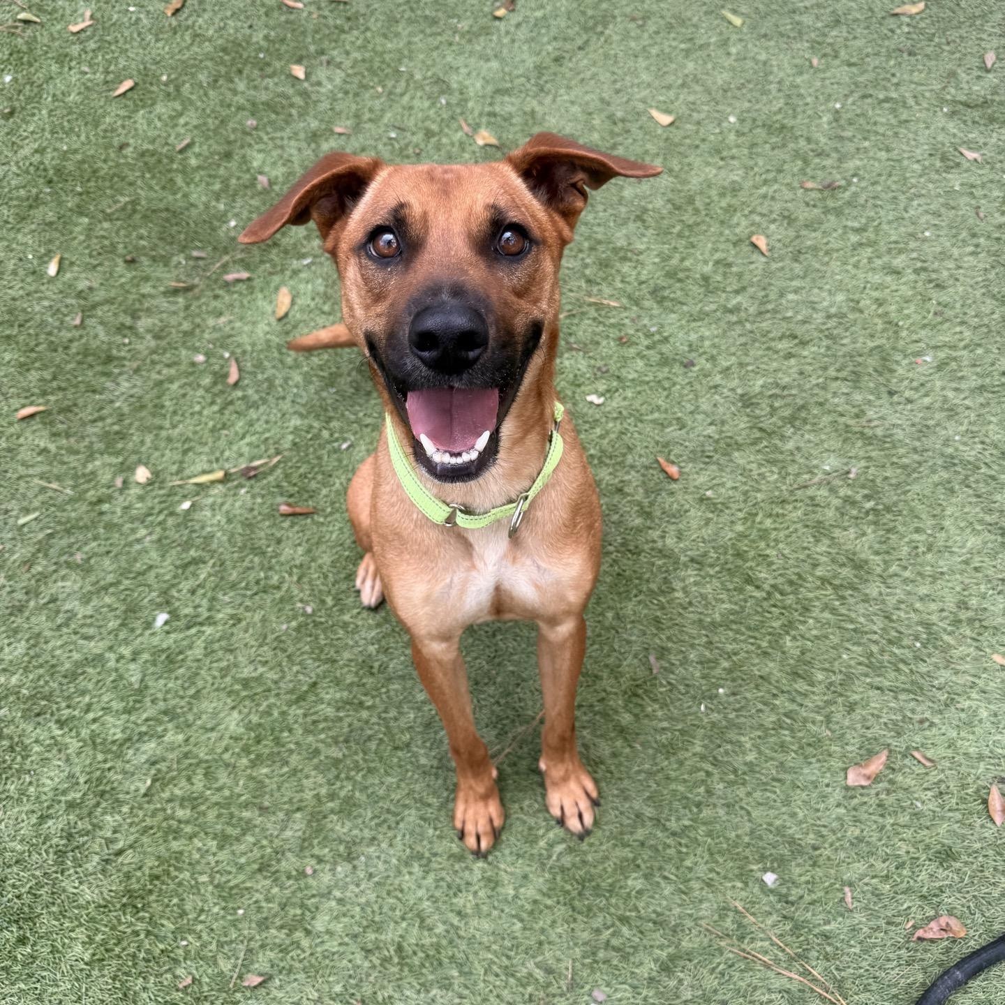 Enlarge Draco, a Adoptable mixed breed in Winchester, VA image 2/5