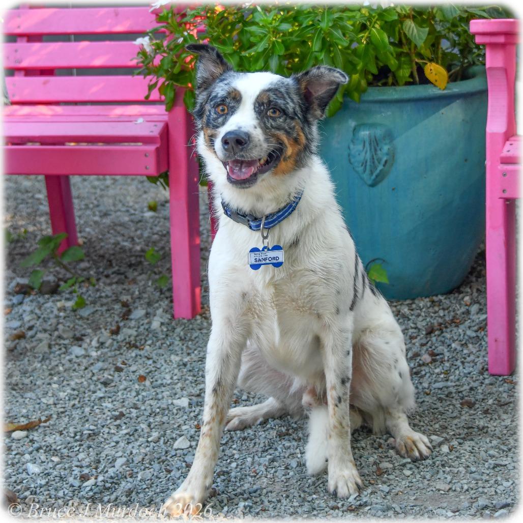 Sanford, Adoptable, Adult Male Australian Shepherd.