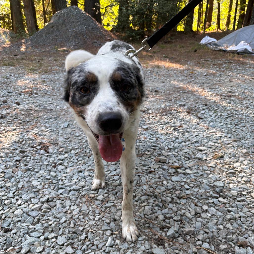 Enlarge Sanford, a Adoptable Australian Shepherd in Wake Forest, NC image 2/3