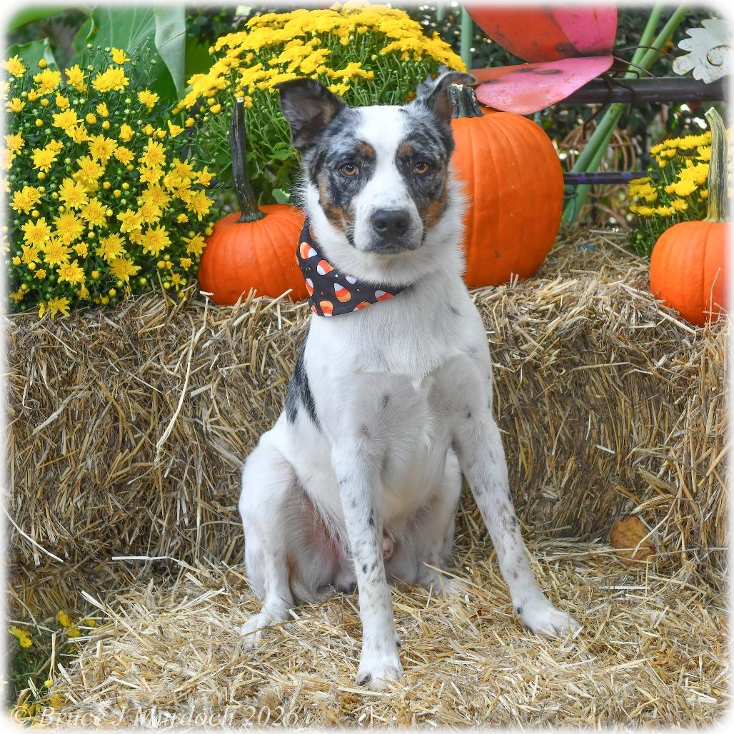 Enlarge Sanford, a Adoptable Australian Shepherd in Wake Forest, NC image 3/3
