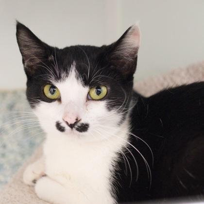 Atari, Adoptable, Kitten Female Domestic Short Hair & Domestic Short Hair.