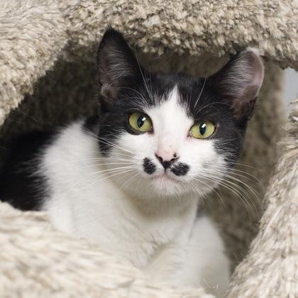 Enlarge Atari, a Adoptable Domestic Short Hair in Verona, WI image 1/3