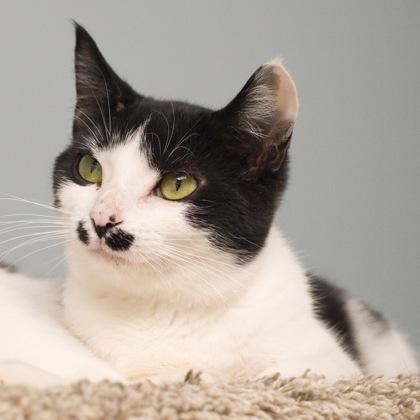 Enlarge Atari, a Adoptable Domestic Short Hair in Verona, WI image 2/3