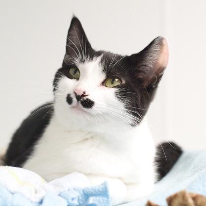 Enlarge Atari, a Adoptable Domestic Short Hair in Verona, WI image 1/2