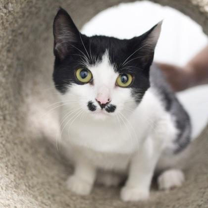 Enlarge Atari, a Adoptable Domestic Short Hair in Verona, WI image 2/3