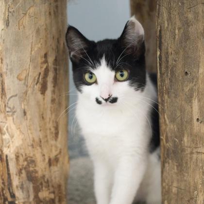 Enlarge Atari, a Adoptable Domestic Short Hair in Verona, WI image 3/3