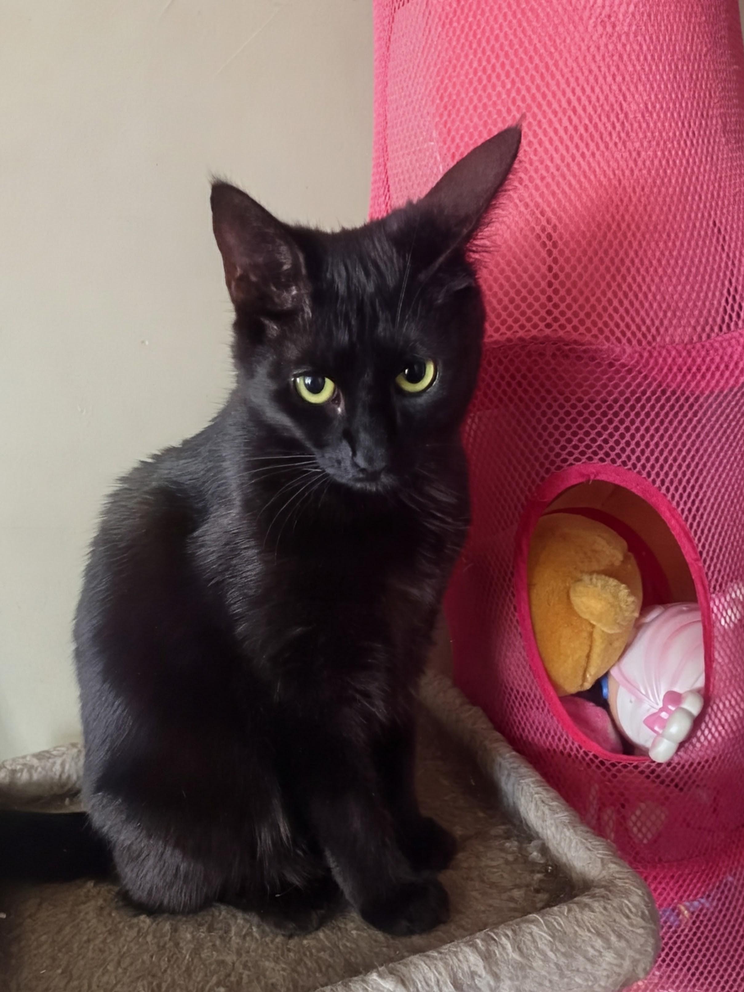 Hocus, a ADOPTABLE Domestic Short Hair in Philadelphia, PA image 2/4