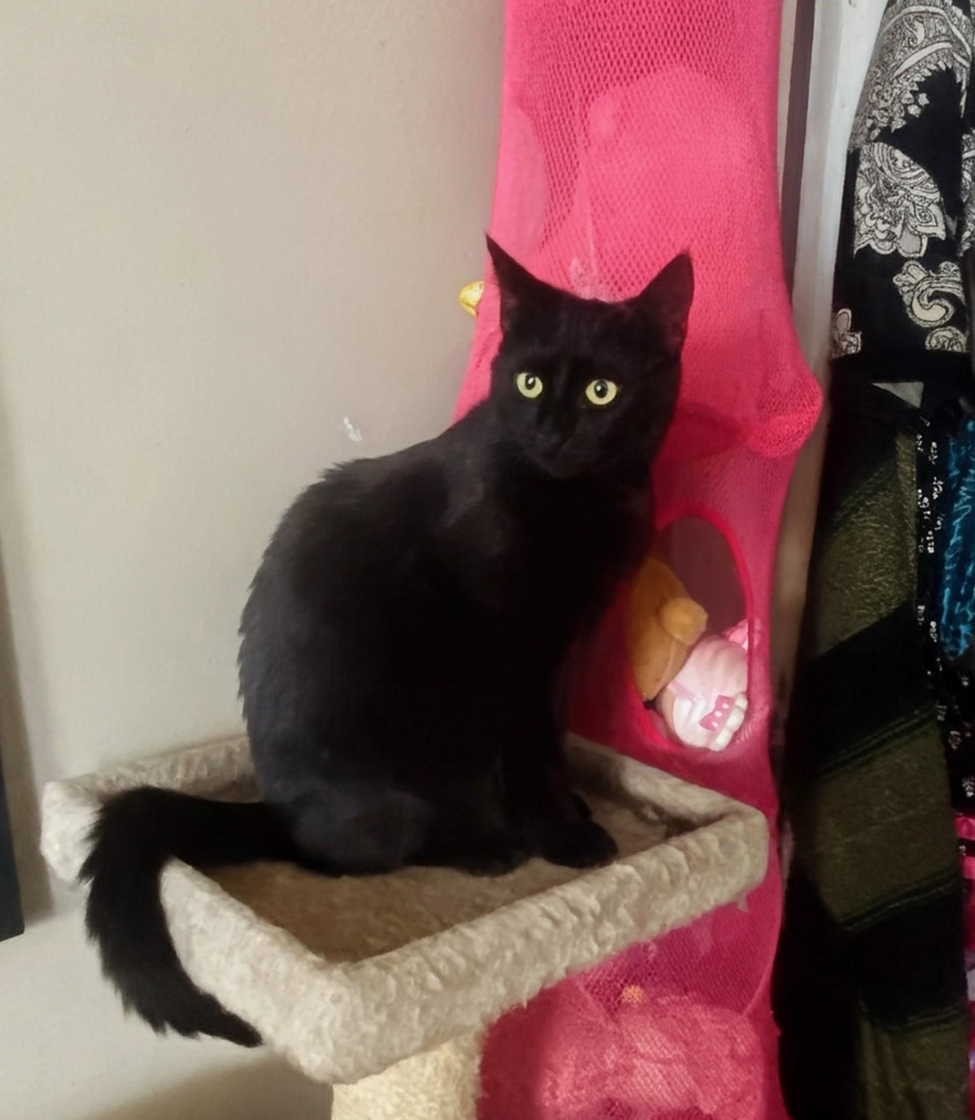 Hocus, a ADOPTABLE Domestic Short Hair in Philadelphia, PA image 4/4