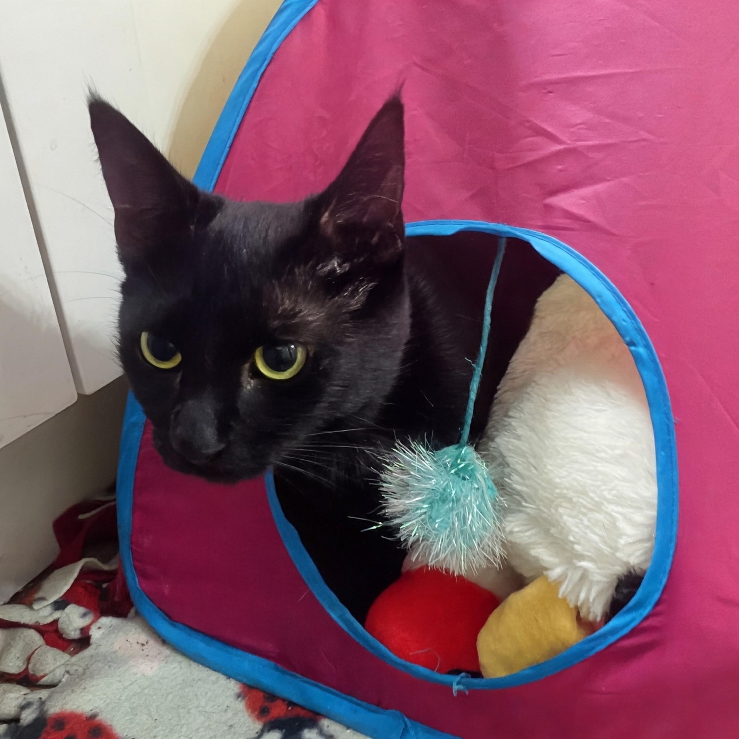 Hocus, a ADOPTABLE Domestic Short Hair in Philadelphia, PA image 1/4