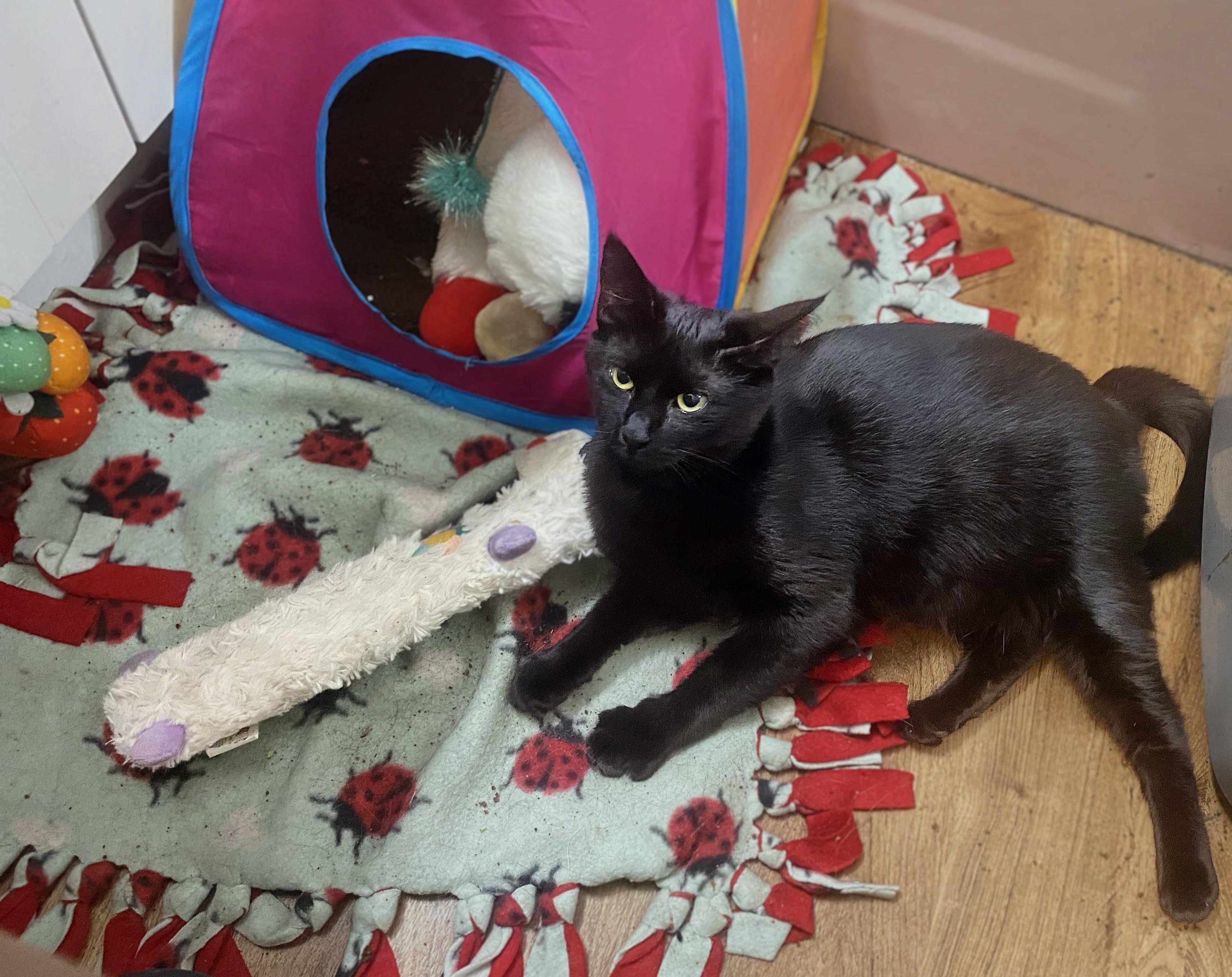 Hocus, a ADOPTABLE Domestic Short Hair in Philadelphia, PA image 3/4