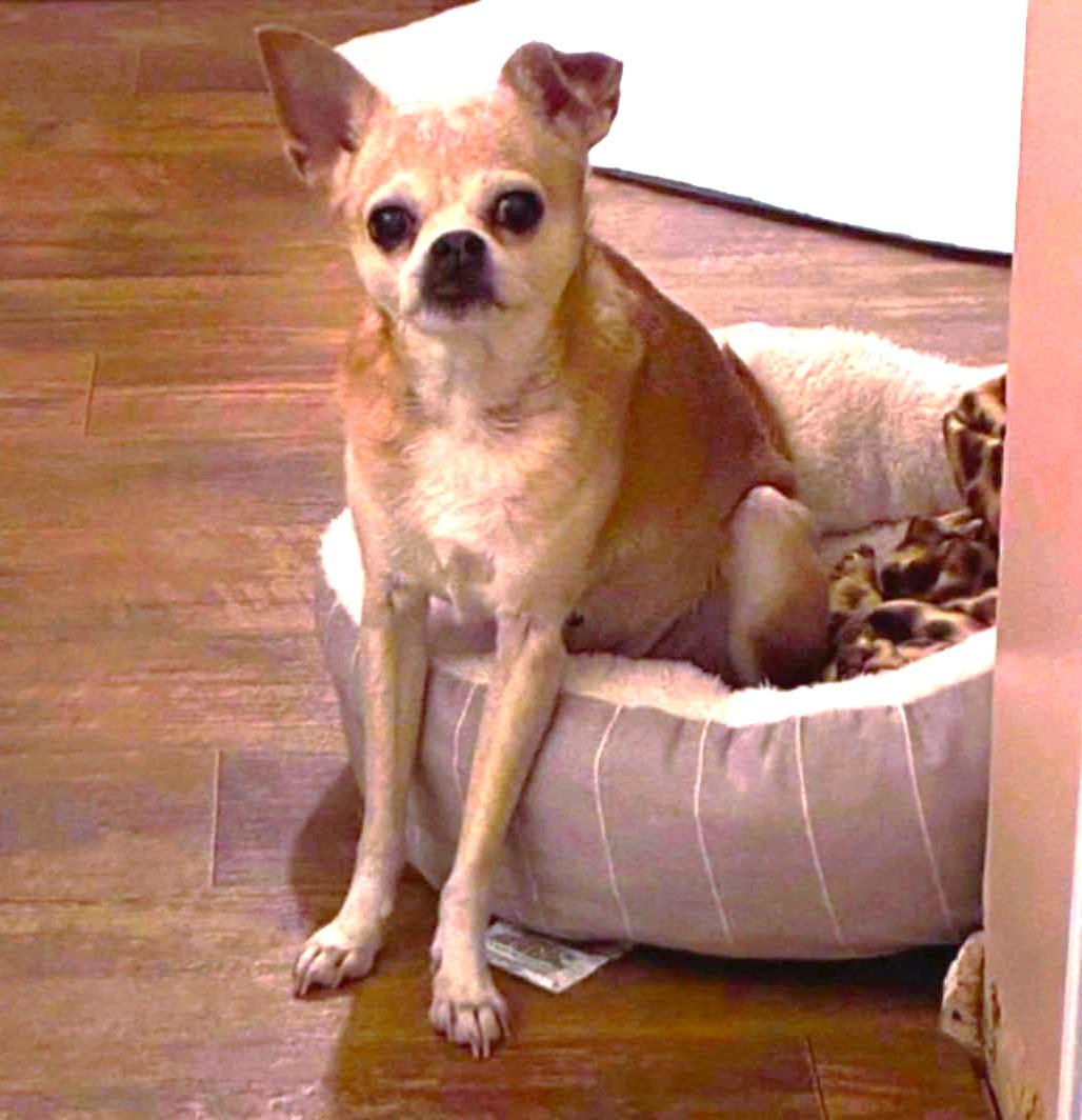 Enlarge Francine, a Adoptable Chihuahua in Rockville, MD image 4/6