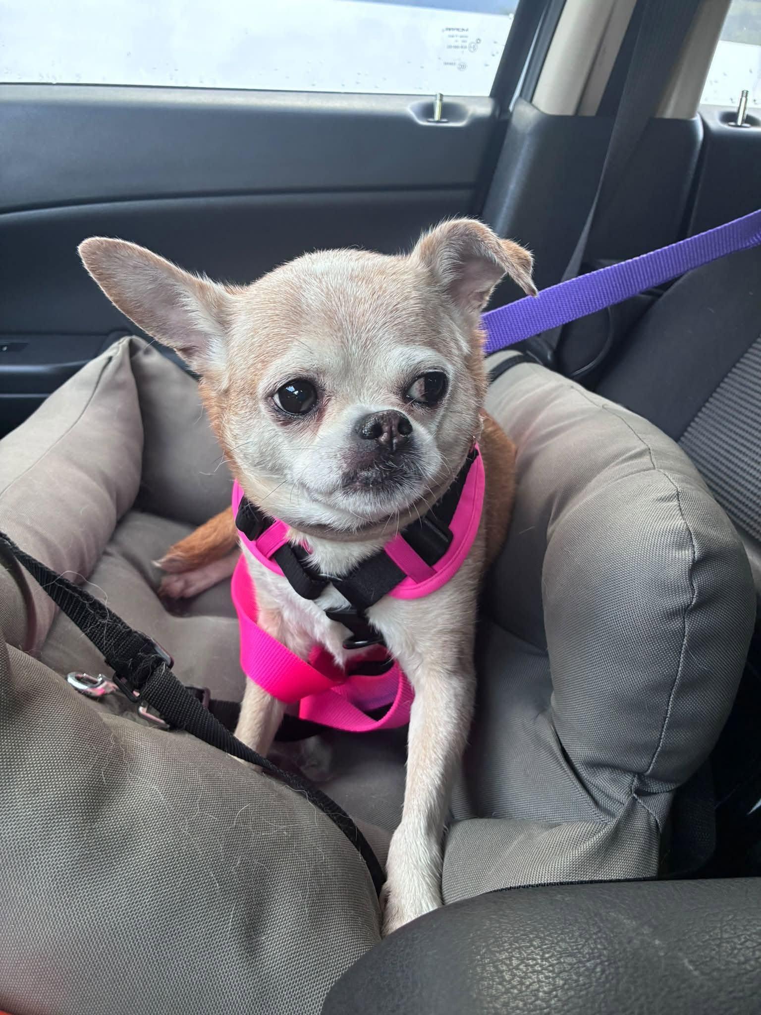 Enlarge Francine, a Adoptable Chihuahua in Rockville, MD image 1/6