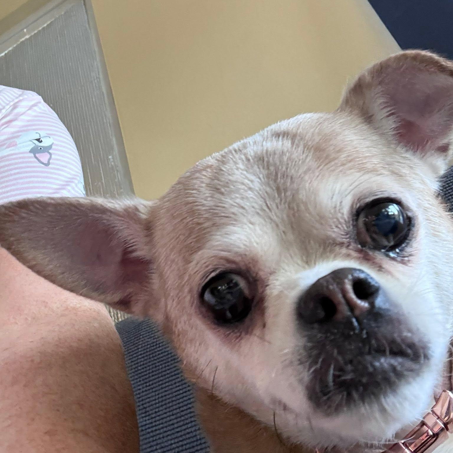 Enlarge Francine, a Adoptable Chihuahua in Rockville, MD image 4/6