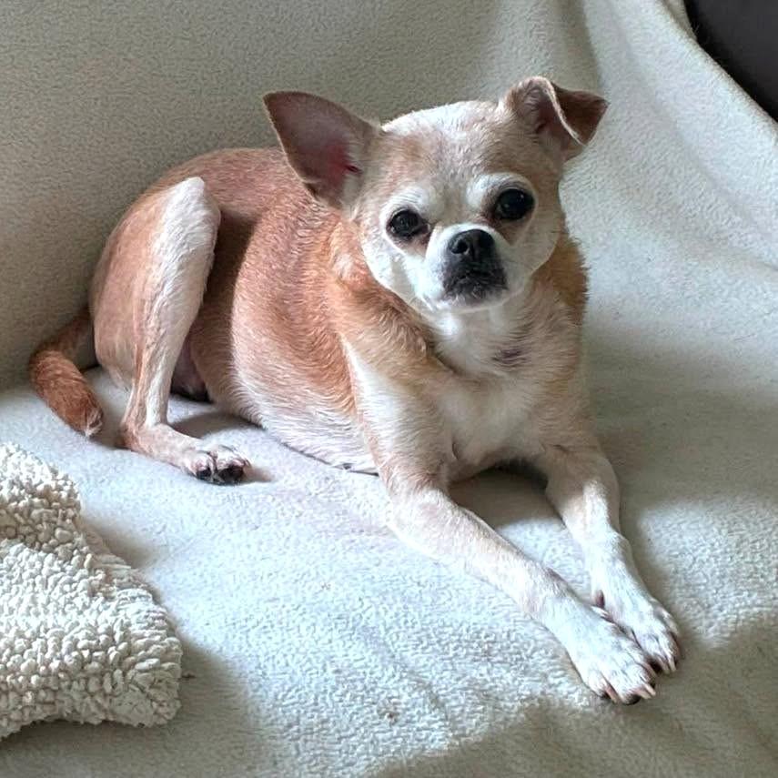 Enlarge Francine, a Adoptable Chihuahua in Rockville, MD image 5/6