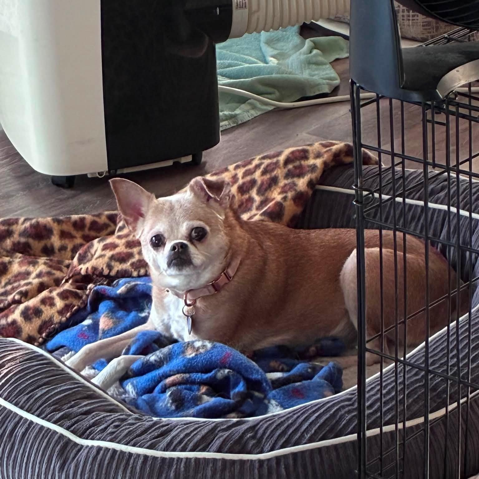 Enlarge Francine, a Adoptable Chihuahua in Rockville, MD image 2/6