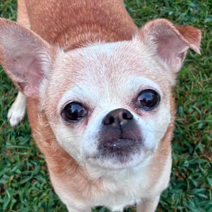 Enlarge Francine, a Adoptable Chihuahua in Rockville, MD image 1/6